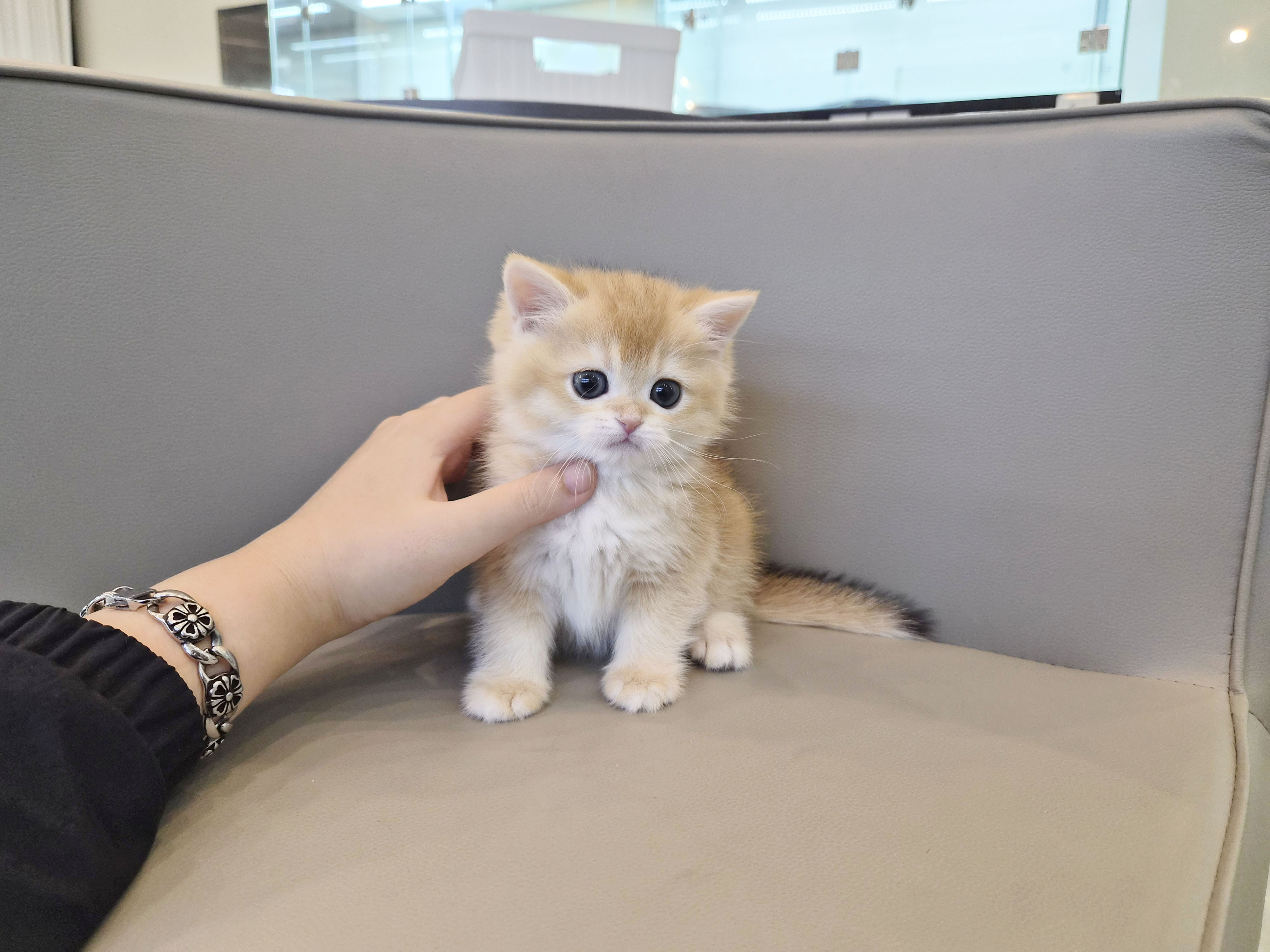 브리티시 분양합니다